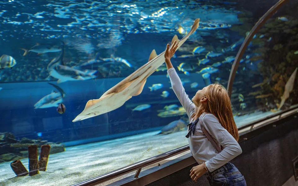 Child watching fish through the glass at Barcelona Aquarium