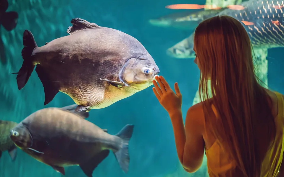 Child looking at a large fish in a Barcelona Aquarium exhibit