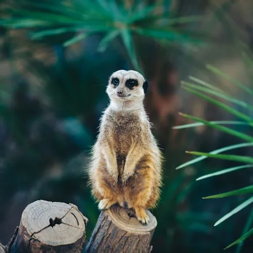 Meerkat standing in a Barcelona Zoo exhibit