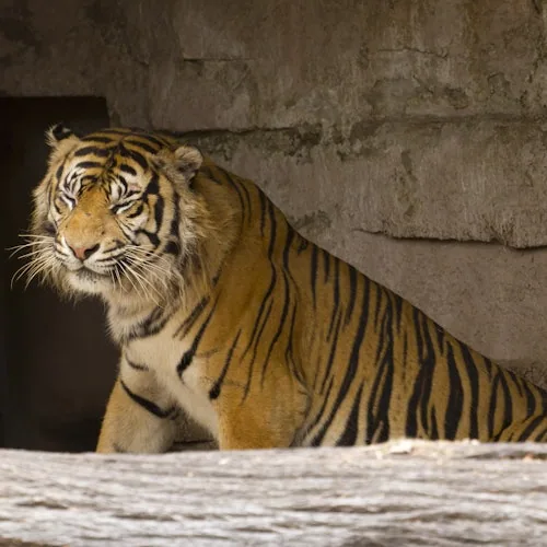 Tiger pictured in a Barcelona Zoo habitat